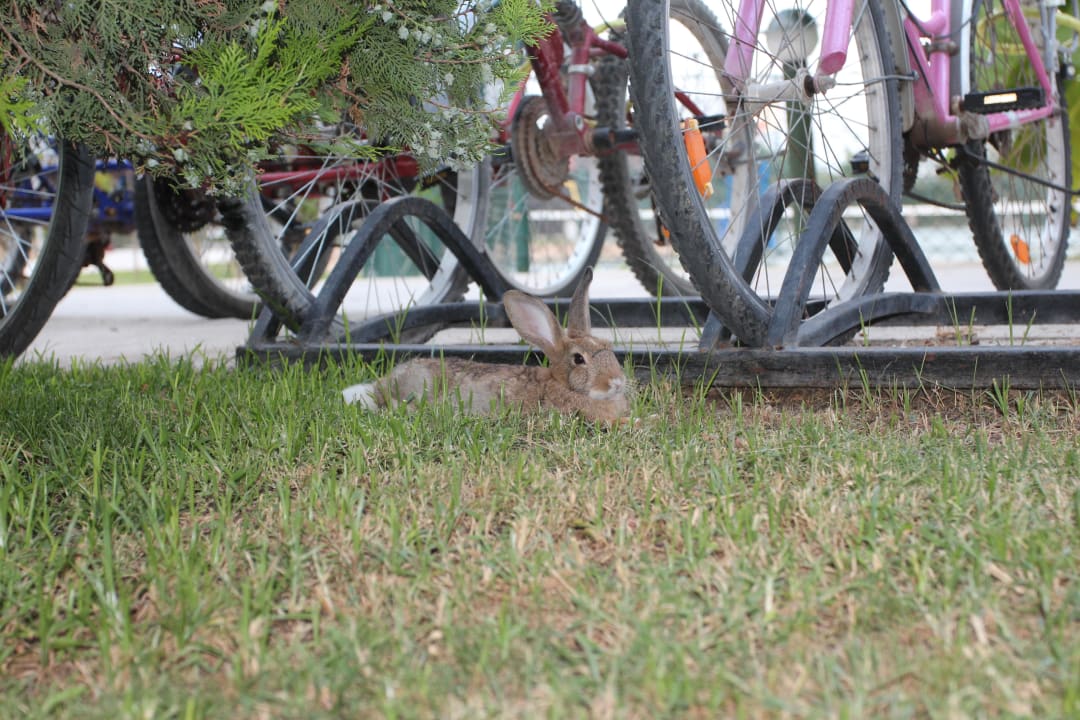 Живой уголок Marvida Family Eco