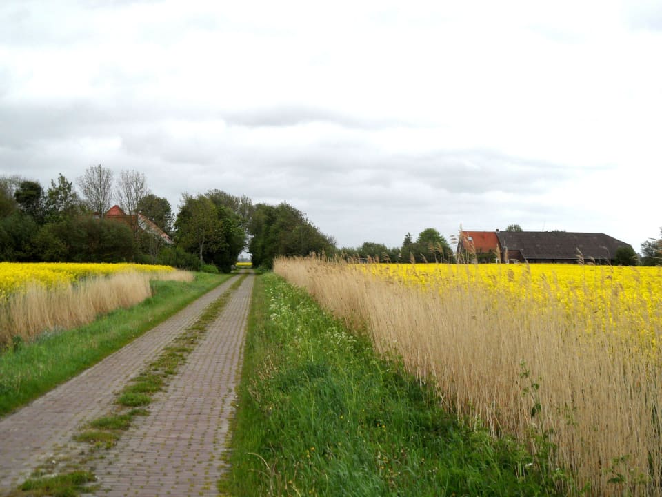 Im Mai blüht der Raps an unserem Hof Julianenhof Ferienhof