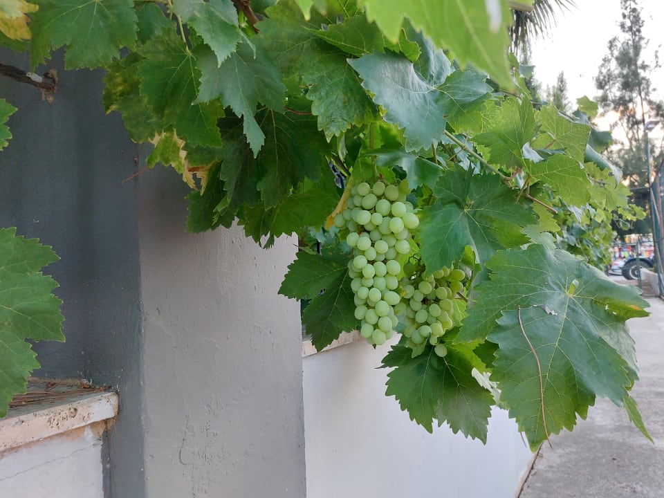 Gartenanlage Grand Seker Hotel