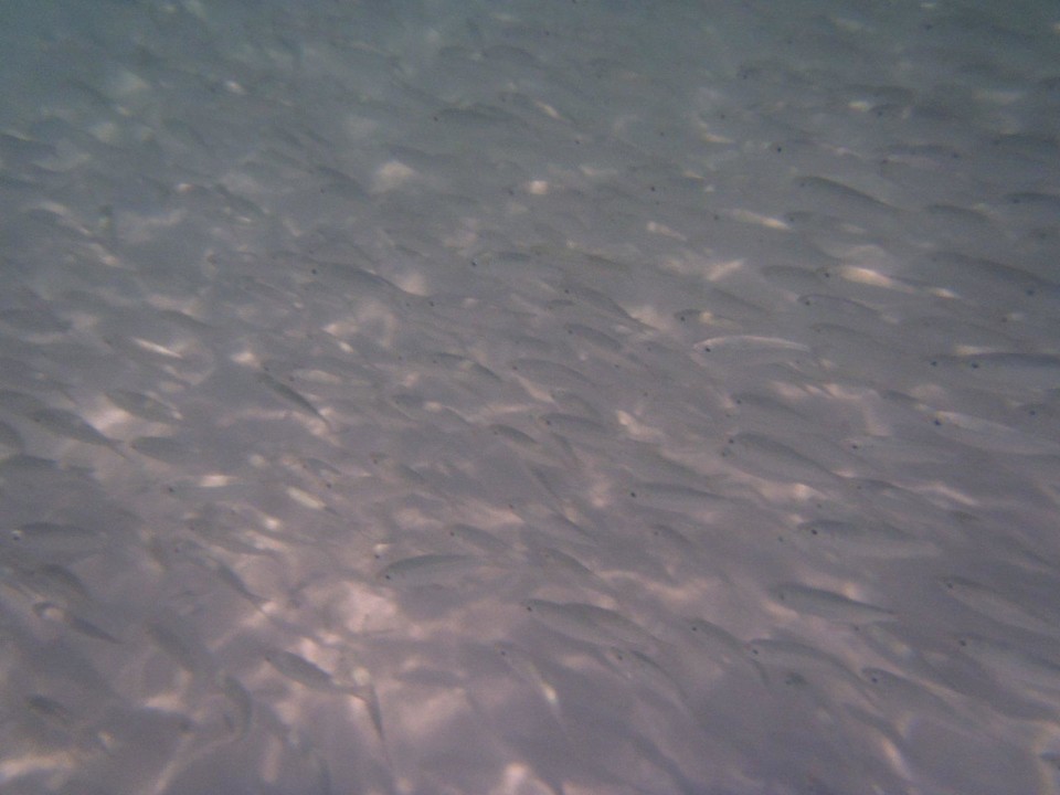 Großer Schwarm Grand Palladium Kantenah Resort & Spa