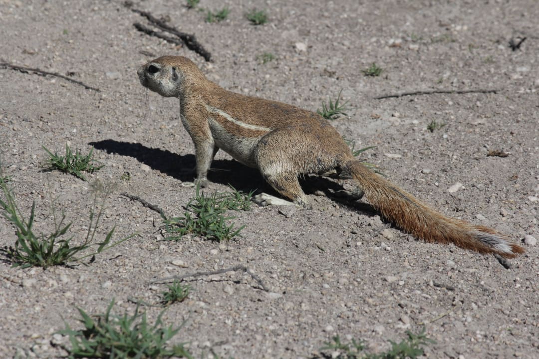 Oskar Okaukuejo Camp