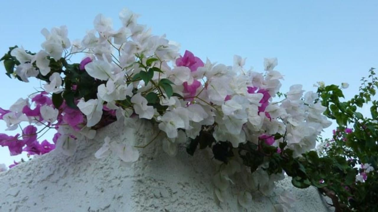 Überall schön bepflanzt Grand Hotel Holiday Resort