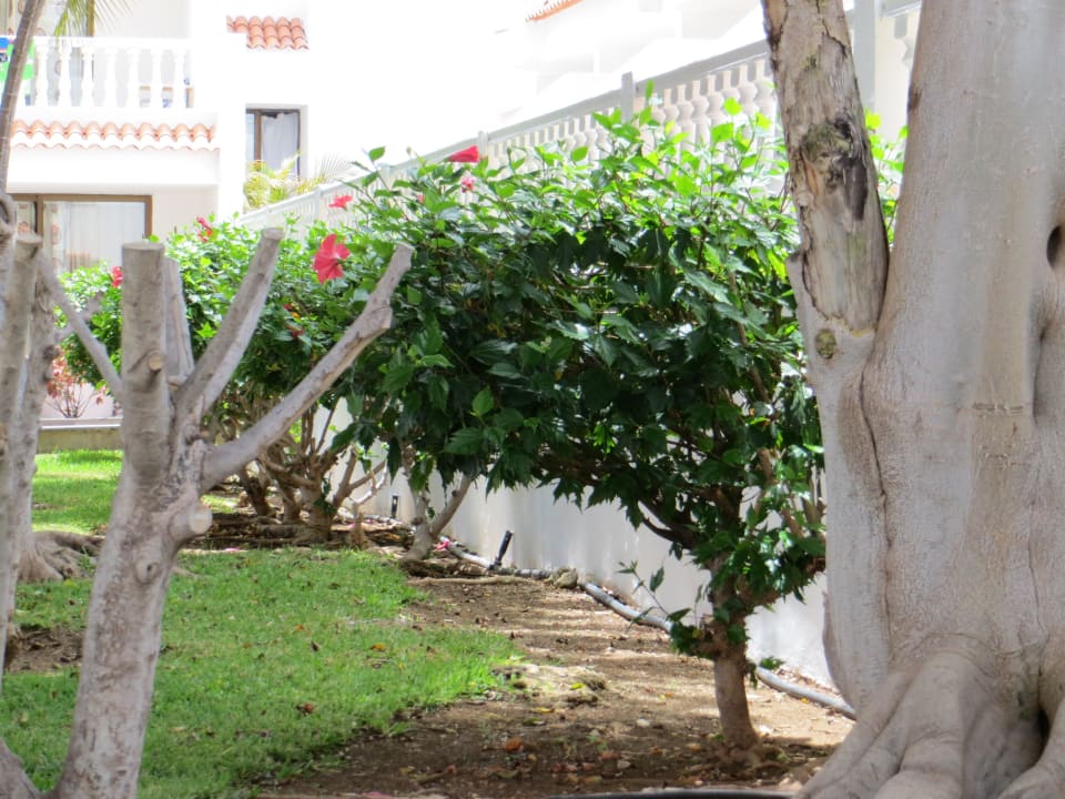 Eine Hecke vor den Balkons allsun Hotel Los Hibiscos