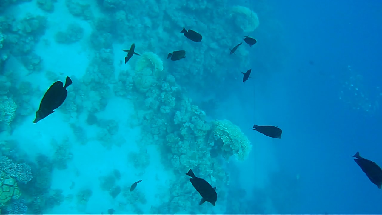 Sport & Freizeit Steigenberger Resort Alaya Marsa Alam - Red Sea - Adults only