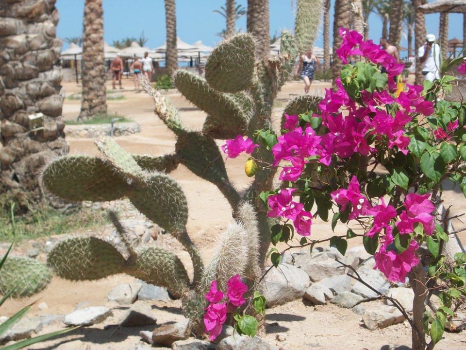 Sunrise Select Mamlouk Palace Resort & Spa Le Jardin Aqua Park Resort