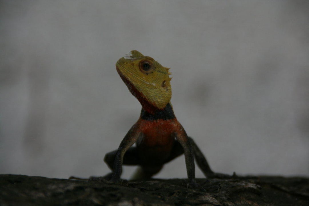 Nachbar Kuramathi Maldives