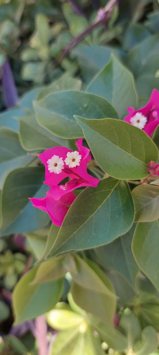 Gartenanlage Bella Resort & Spa