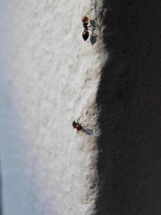 Ameisen Magal Maradiso Hotel by Aminess