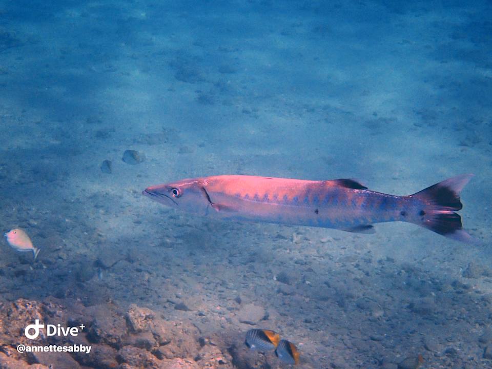 Strand Three Corners Equinox Beach Resort