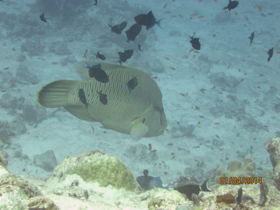 Tauchen NH Collection Maldives Reethi Resort