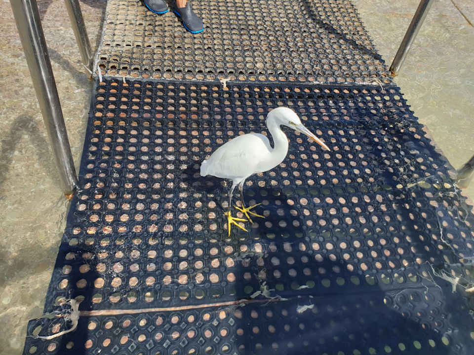 Strand Steigenberger Coraya Beach - Adults only