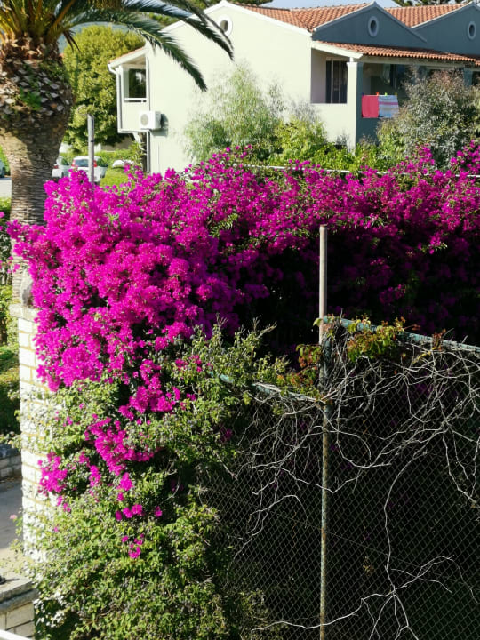 Gartenanlage Acharavi Beach Hotel