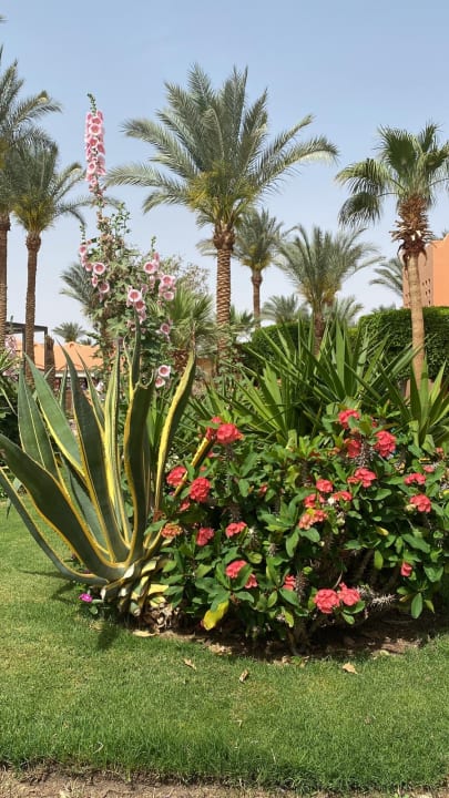 Gartenanlage Jaz Makadi Oasis Resort