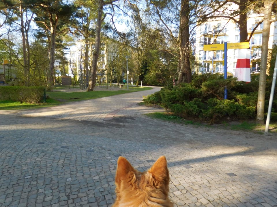 Mit Hund im Außenbereich IFA Rügen Hotel & Ferienpark
