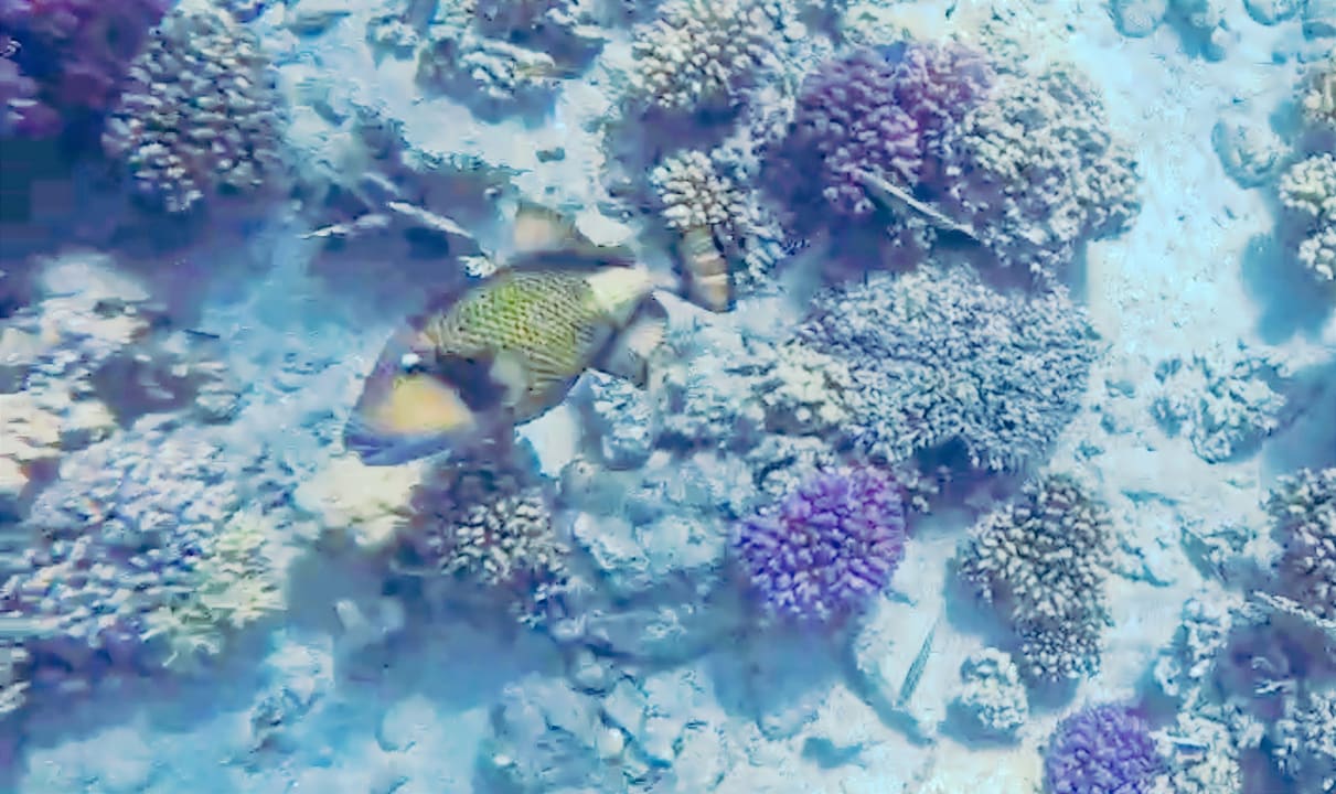 Sonstiges Coral Sun Beach