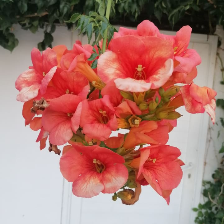 Sonstiges Sandy Beach Resort