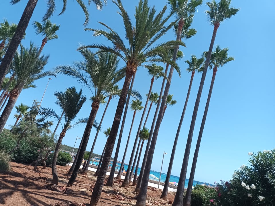 Gartenanlage Hipotels Mediterraneo Club