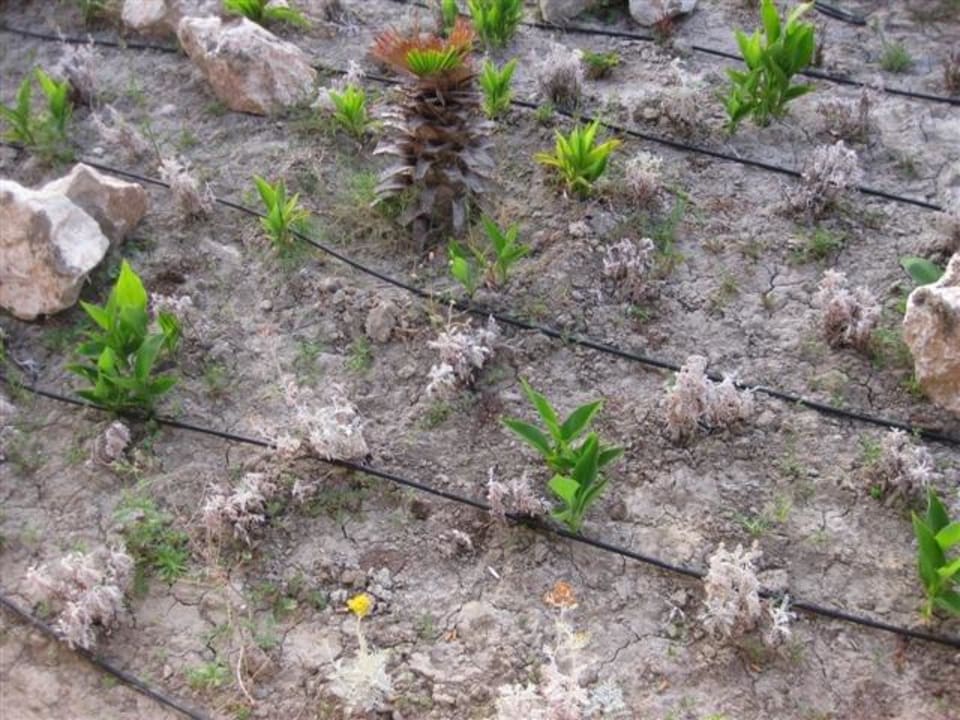 Gartenanlage vor der Speisterrasse - voller Kippen All Senses Nautica Blue Exclusive Resort & Spa