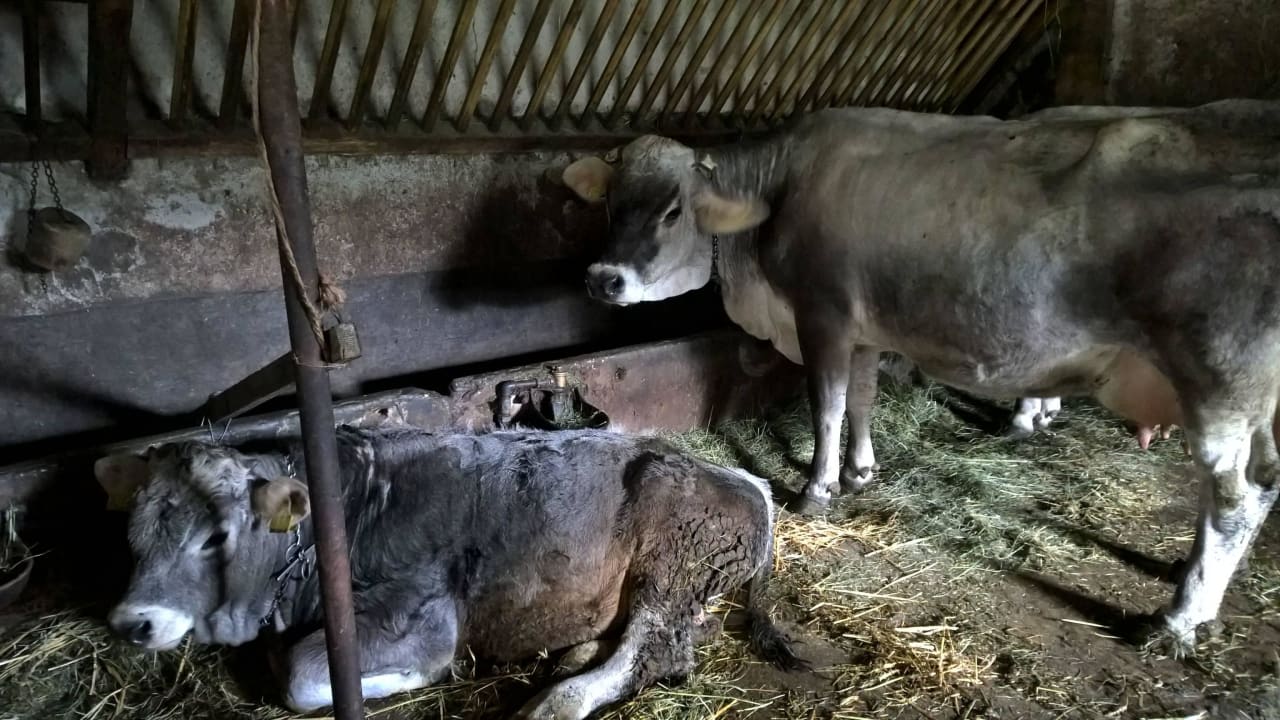 Kühe in Kettenhaltung Rielinger Hof