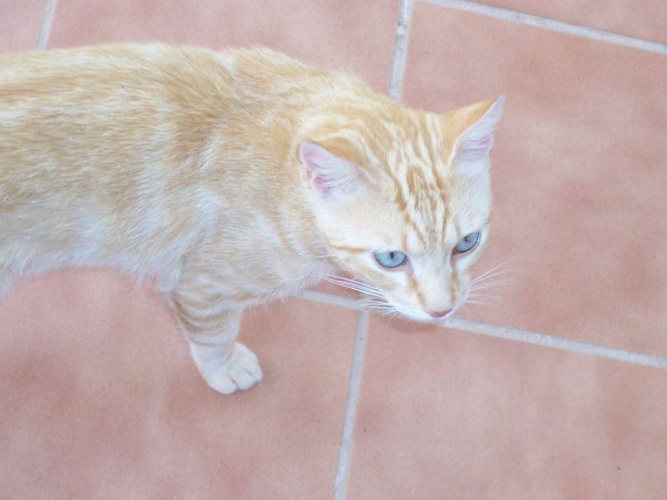 Die Hauskatze allsun App.-Hotel Orient Beach
