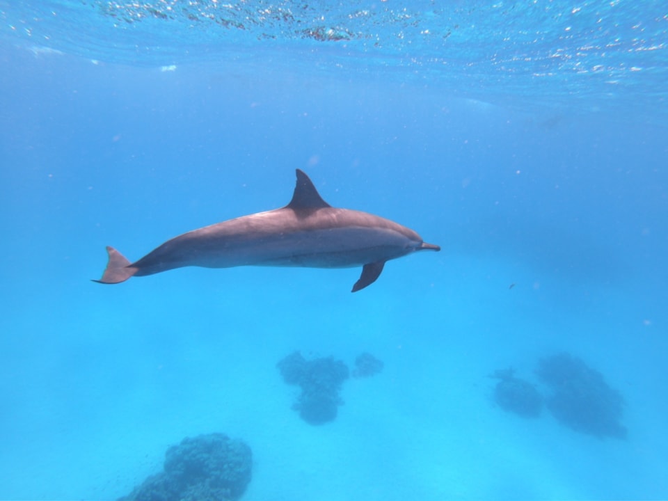 Strand Steigenberger Coraya Beach - Adults only