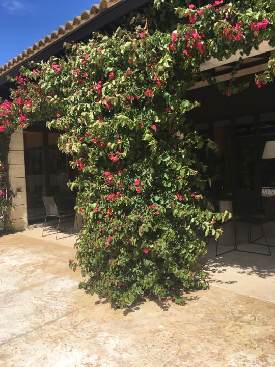 Gartenanlage Prinsotel La Dorada