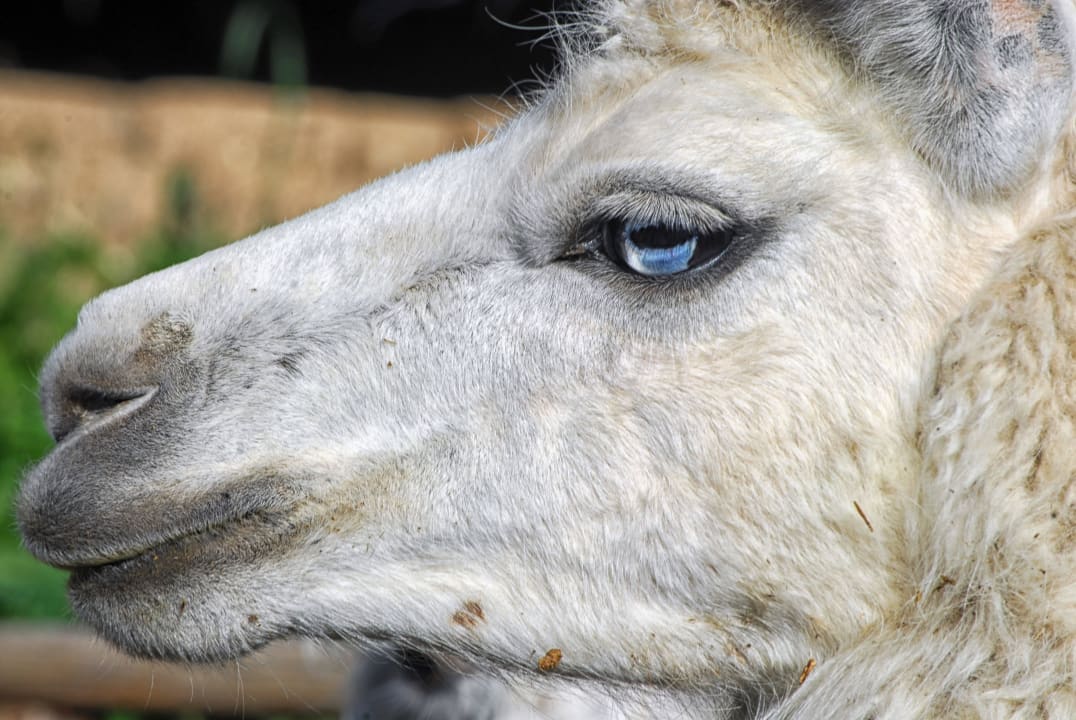 Llama Inca Utama Hotel