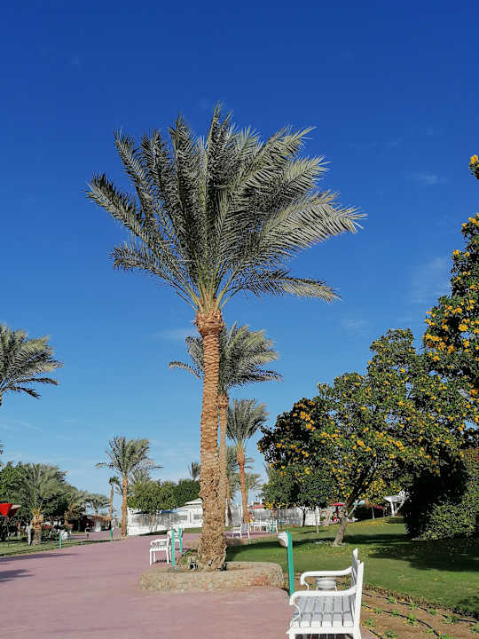 Gartenanlage Desert Rose
