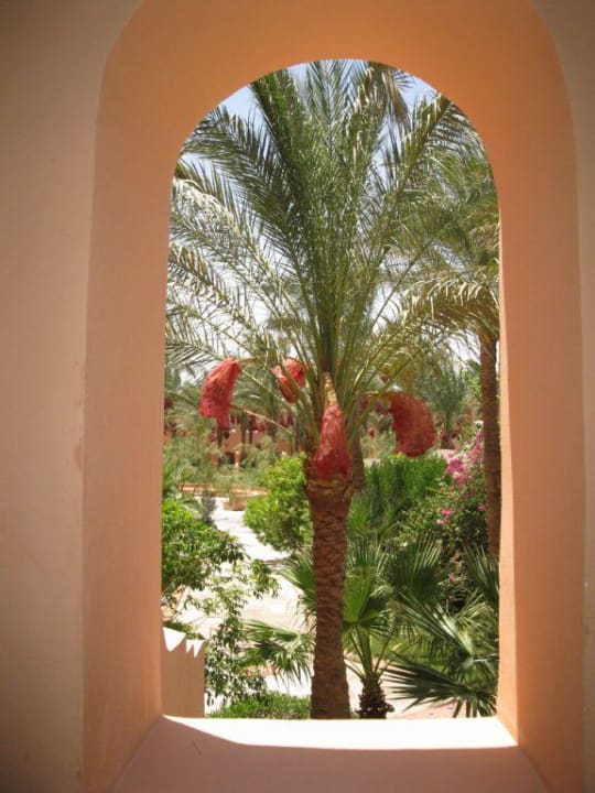 Blick in den Garten Jaz Makadi Oasis Resort