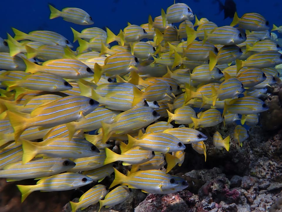 Sport & Freizeit NH Collection Maldives Reethi Resort