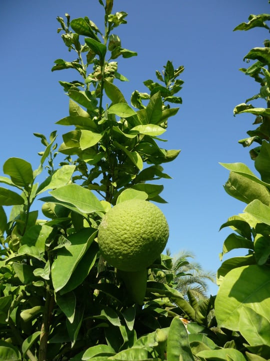 Garten Saphir Resort & Spa