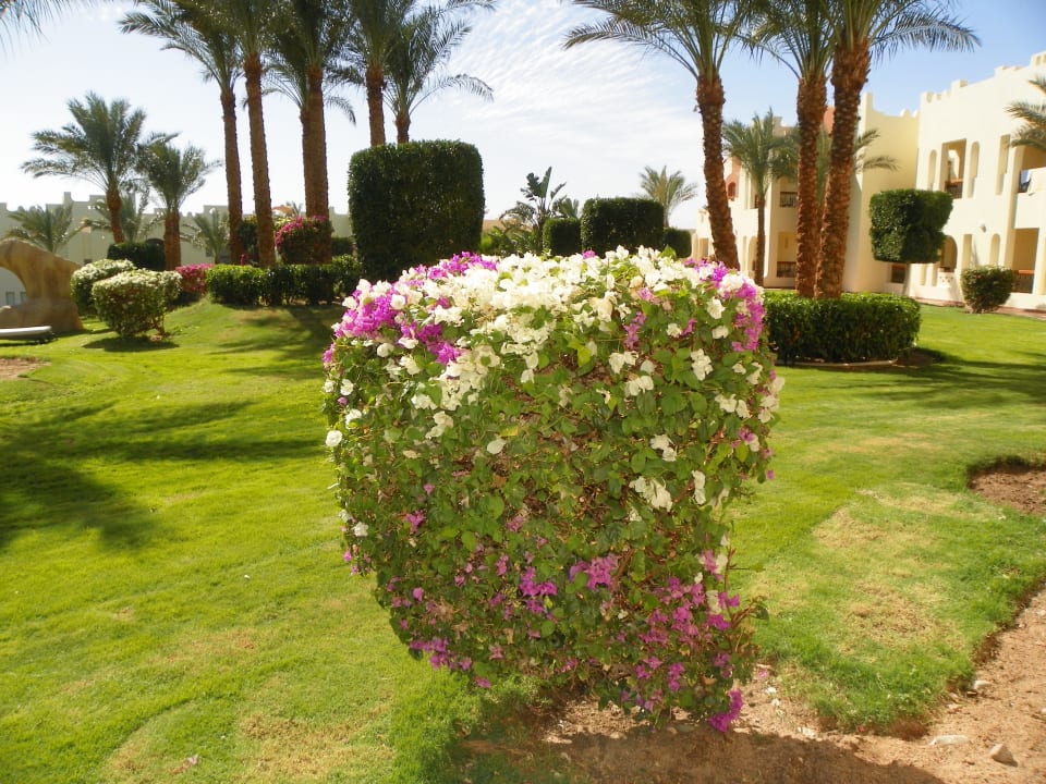Blick auf die Gartenanlage SUNRISE Royal Makadi Resort