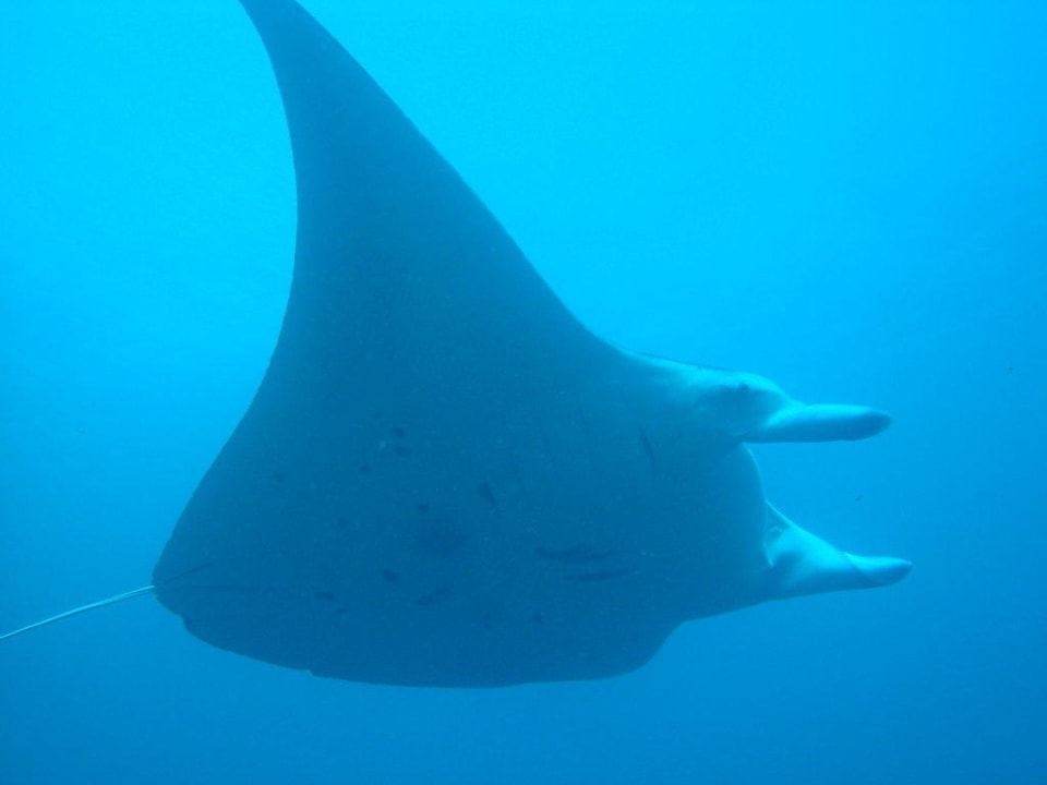 Mantas NH Collection Maldives Reethi Resort