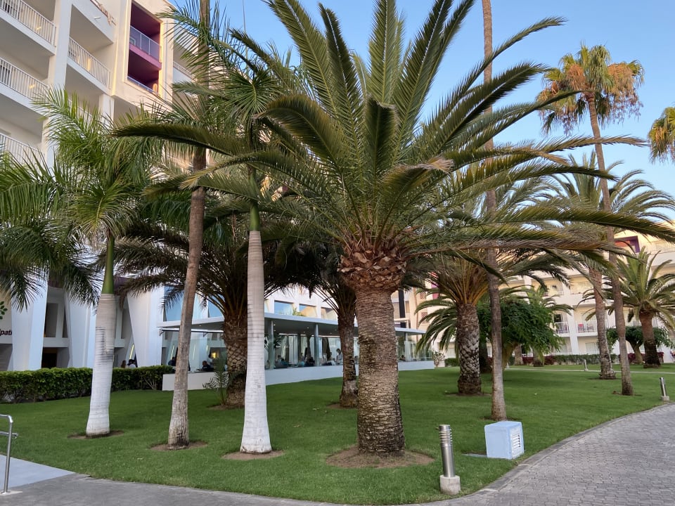 Gartenanlage Hotel Riu Gran Canaria