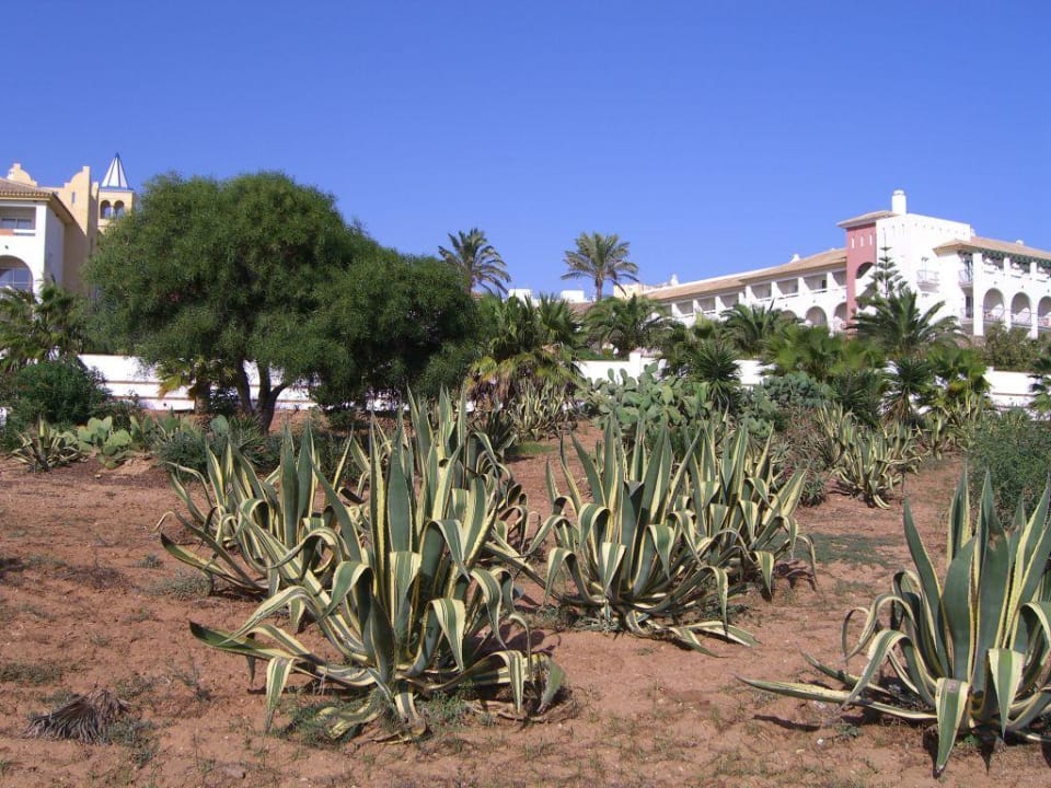 Gartenanlage Fuerte Conil Fuerte Conil-Resort