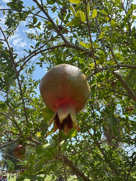 Gartenanlage Sunis Kumköy Beach Resort Hotel & Spa