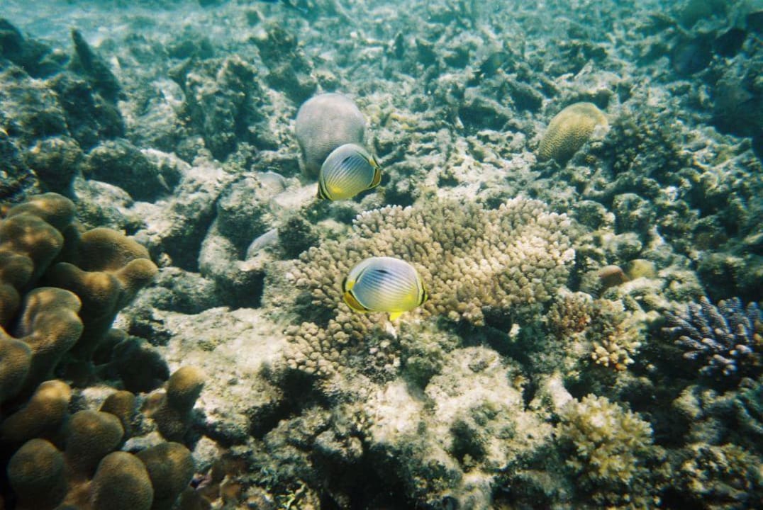 Rippenfalterfische beim Schnorcheln Eri Maldives