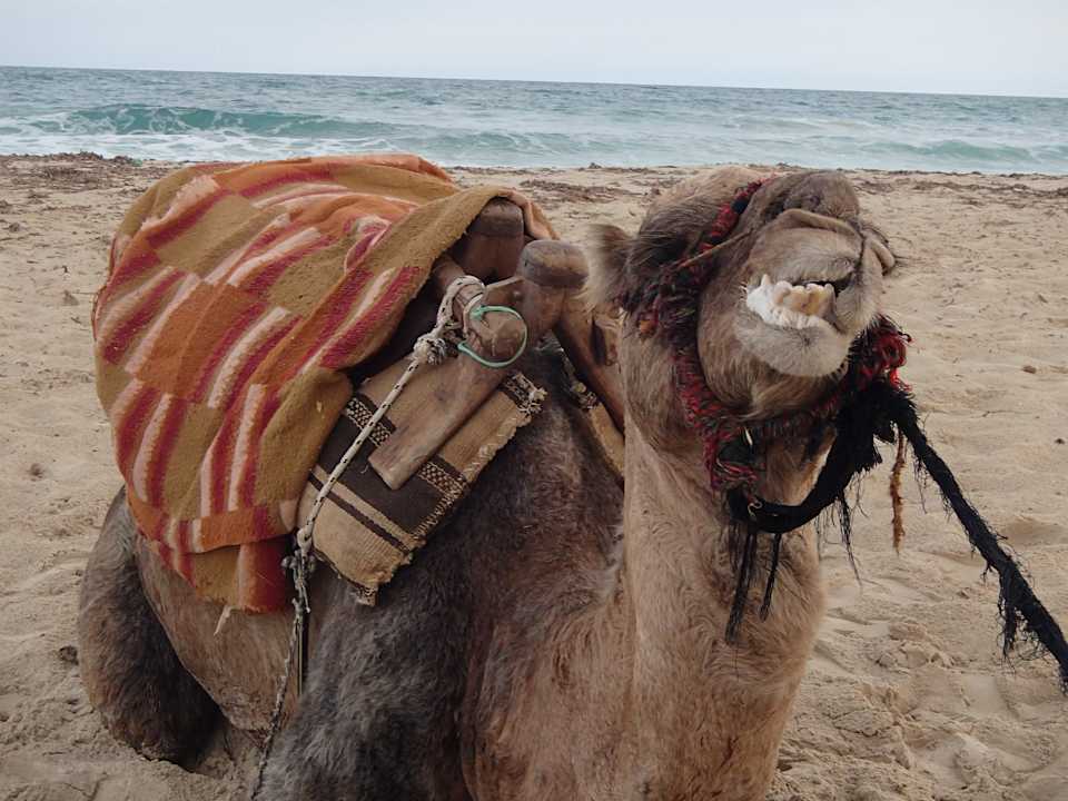 Unser Kamel Peter Hotel El Mouradi Djerba Menzel