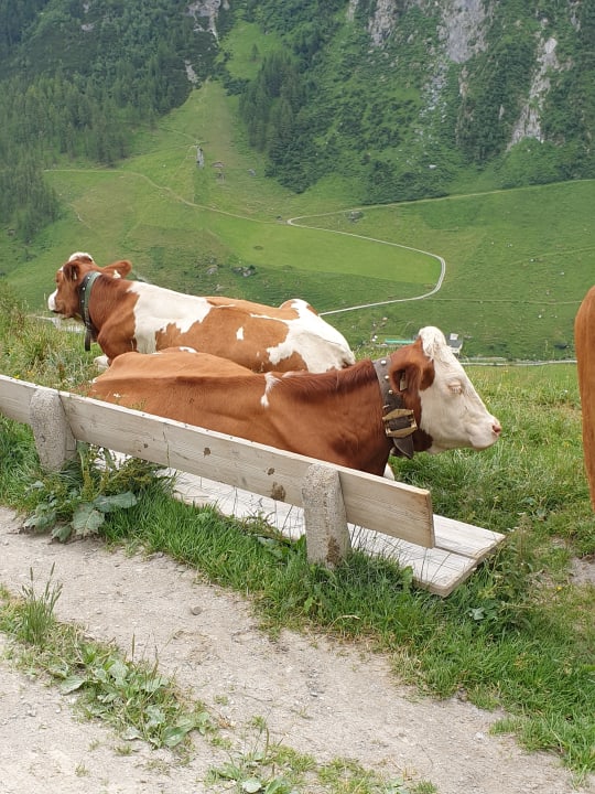 Gartenanlage Hotel Alpenhof