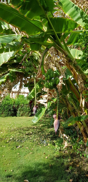 Gartenanlage Golden Beach Resort