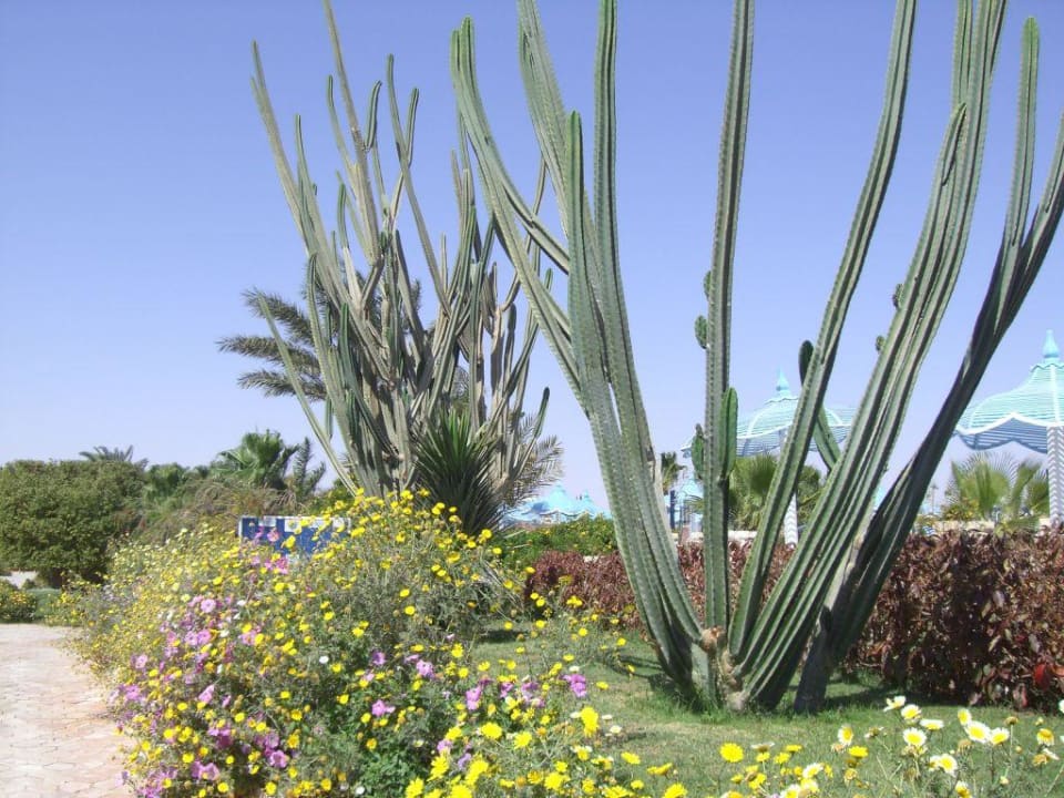 Garten Aladdin Beach Resort