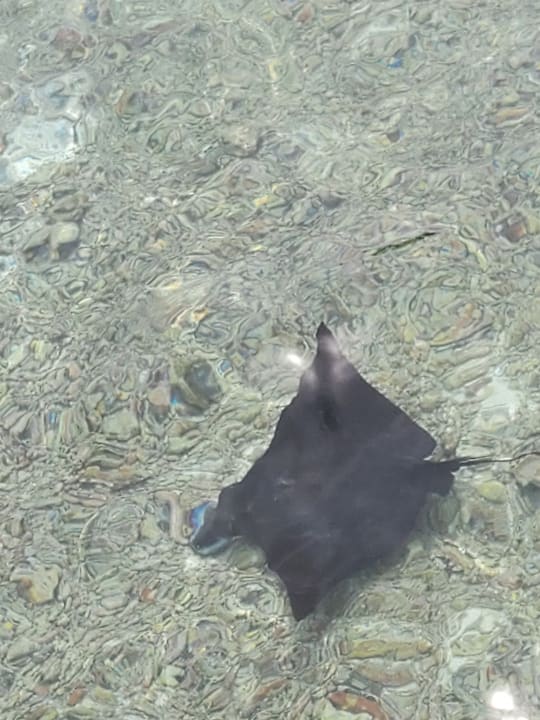 Strand Cinnamon Dhonveli Maldives