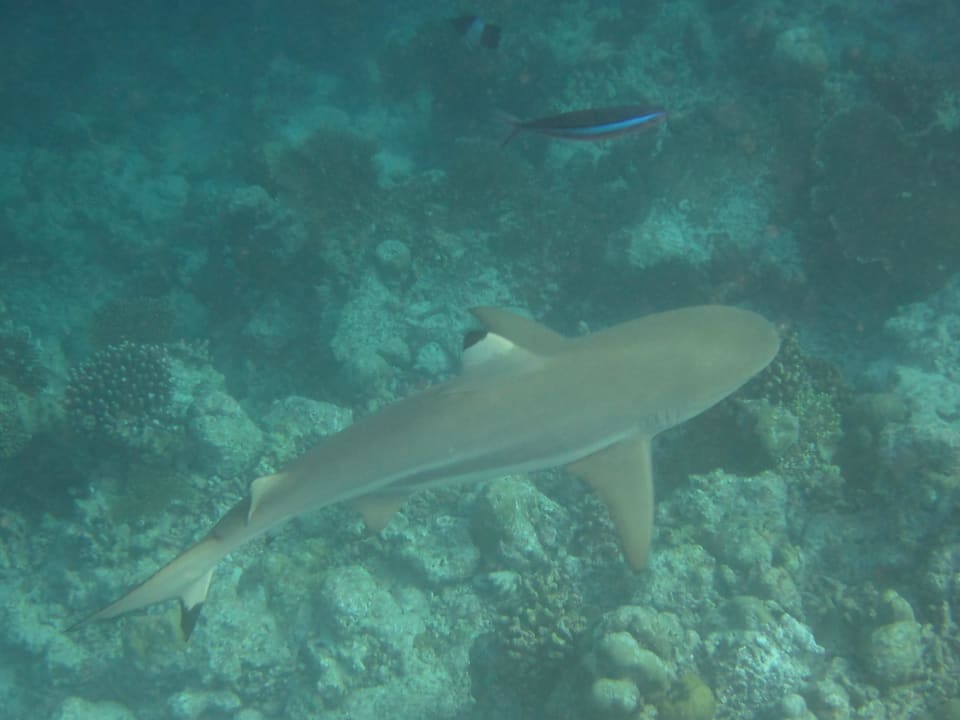 Schwarzspitzenriffhai Kuramathi Maldives