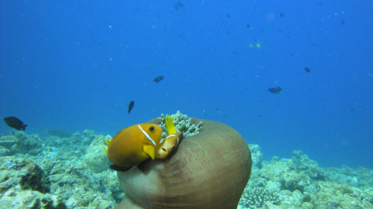 Clownfisch Outrigger Maldives Maafushivaru Resort