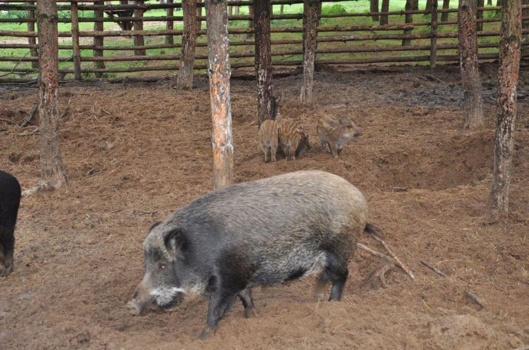 Ostoja żubrów Dworek nad Łąkami Kiermusy