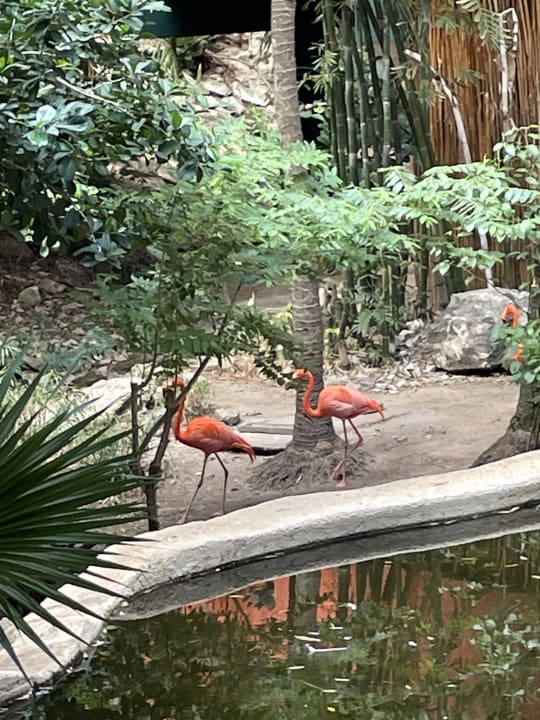 Gartenanlage Iberostar Waves Tucan