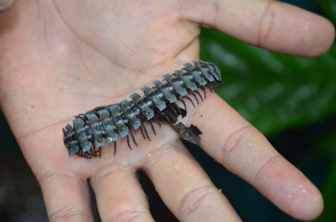 "1000 Füßler" bei einer Dschungel-Tour Guacamayo Ecolodge