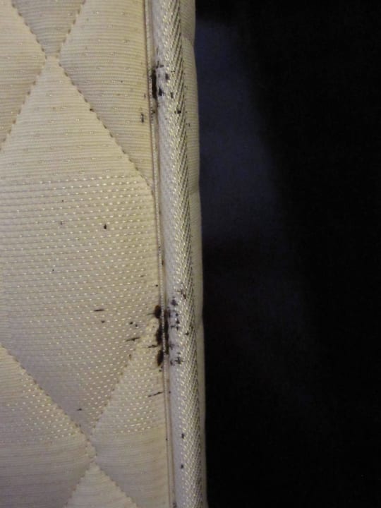 Gefährliche Mitbewohner in Matratze Bahia Principe Sunlight San Felipe