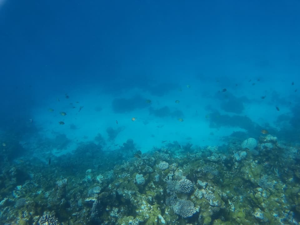 Das Hausriff  Summer Island Maldives