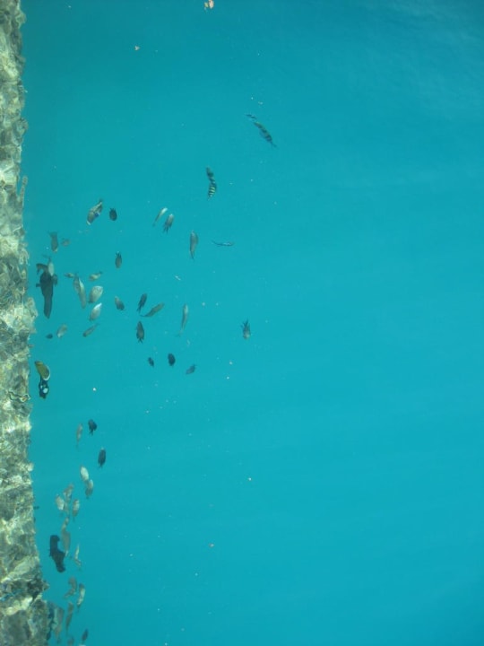 Fische am Hafen Pickalbatros Sands Hotel - Port Ghalib